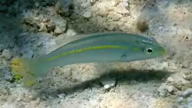 Halichoeres zeylonicus im Aquarium halten