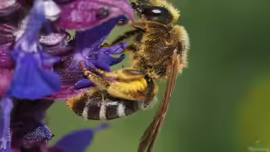 Halictus sexcinctus im Garten