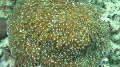 Halomitra pileus im Aquarium halten