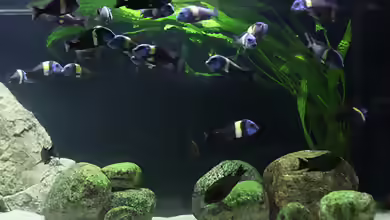 Hammerschlag-Wasserkelch im Aquarium pflegen