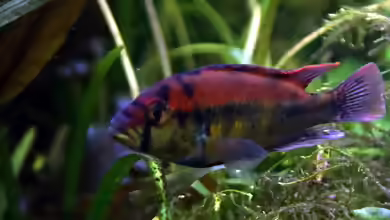 Haplochromis aeneocolor im Aquarium halten