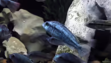 Haplochromis degeni im Aquarium halten