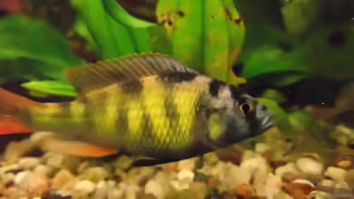 Haplochromis nyererei im Aquarium halten