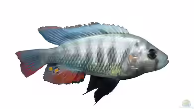Haplochromis pundamilia im Aquarium halten