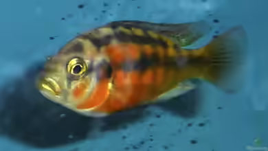 Haplochromis sauvagei im Aquarium halten