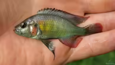 Haplochromis stappersii im Aquarium halten