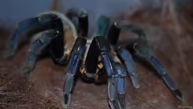 Haplopelma lividum halten