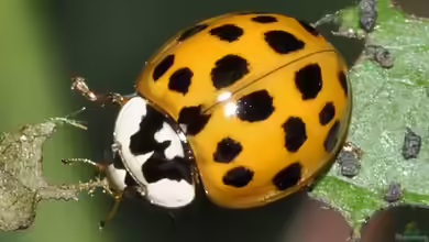 Harmonia axyridis im Garten