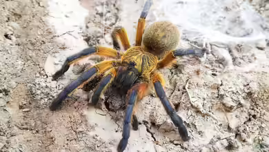 Harpactira pulchripes im Terrarium halten