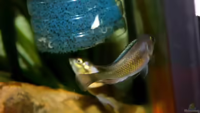 Harpagochromis sp. ´orange rock hunter´ im Aquarium