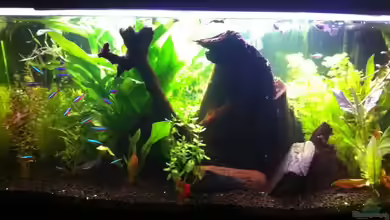 Hauptaquarium von Royal Flush