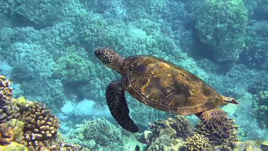 Hawaii - Ein einzigartiges Naturparadies zwischen Ozean, Riff und Regenwald