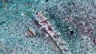 Hazeus otakii im Aquarium halten