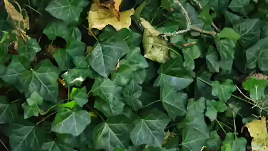 Hedera-Arten im Terrarium