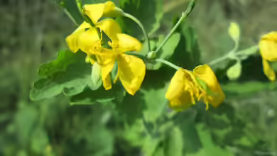 Heilkräuter aus dem Garten: Hilft Schöllkraut gegen Warzen?
