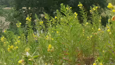 Heilpflanze des Jahres 2026: Die Gemeine Nachtkerze (Oenothera biennis)