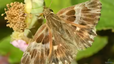 Heilziest-Dickkopffalter im Garten