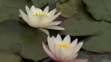 Heimische Blühpflanzen für den Gartenteich: Farbenpracht und ökologisches Gleichgewicht
