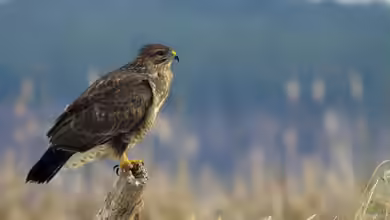 Heimische Greifvögel im Garten beobachten