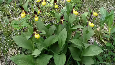 Heimische Orchideen im Garten: Welche Arten sind erlaubt und geeignet?