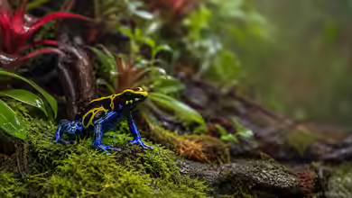Heimtier des Jahres 2026: Der Pfeilgiftfrosch als faszinierender Botschafter für verantwortungsvolle Terraristik