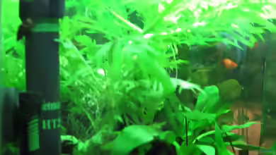 Heizstab im Aquarium verwenden