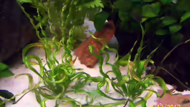 Helanthium bolivianum im Aquarium