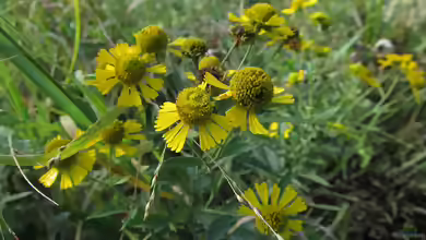 Helenium autumnale im Garten pflanzen