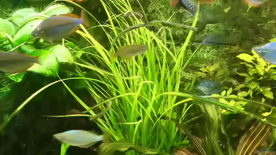 Helfers Zyperngras im Aquarium pflegen