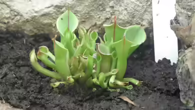 Heliamphoren