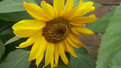 Helianthus annuus am Gartenteich