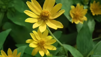 Helianthus microcephalus im Garten pflanzen