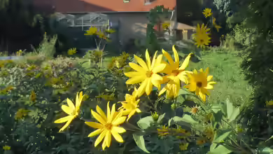 Helianthus tuberosus im Garten pflanzen