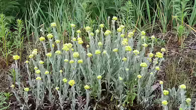 Helichrysum arenarium im Garten pflanzen