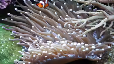 Heliofungia actiniformis im Aquarium halten