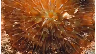 Heliofungia fralinae im Aquarium halten