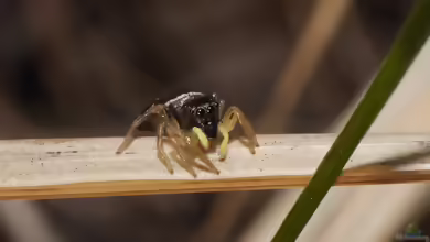 Heliophanus cupreus: Kupfrige Sonnenspringspinne im Terrarium halten