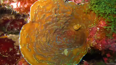 Helioseris cucullata im Aquarium halten