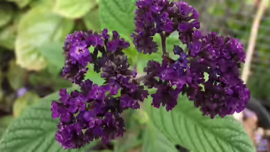 Heliotropium arborescens im Garten pflanzen