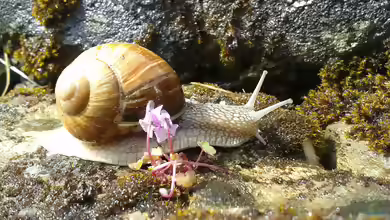 Helix pomatia im Terrarium halten