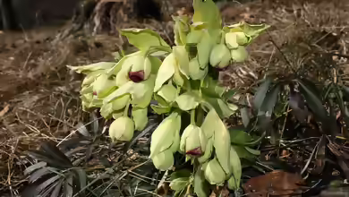 Helleborus foetidus im Garten pflanzen