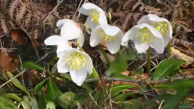 Helleborus niger im Garten pflanzen