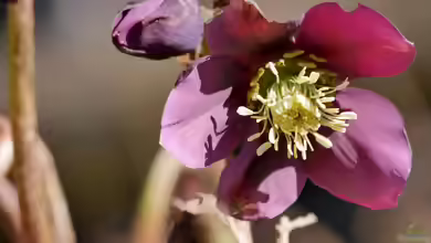 Helleborus orientalis im Garten pflanzen