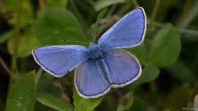 Heller Alpenbläuling im Garten