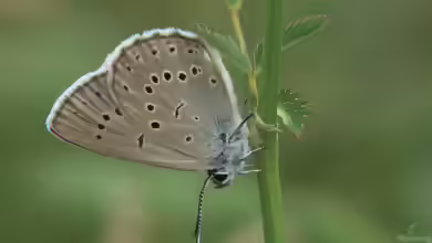 Heller Wiesenknopf-Ameisen-Bläuling im Garten