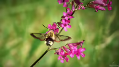 Hemaris fuciformis im Garten