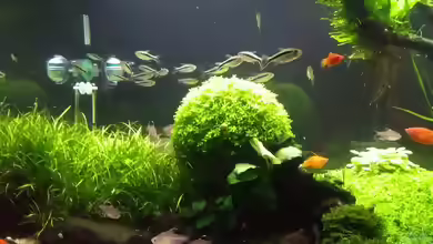 Hemianthus glomeratus im Aquarium