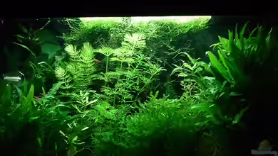 Hemianthus micranthemoides im Aquarium pflanzen