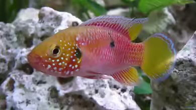 Hemichromis: Juwelenbuntbarsche im Aquarium
