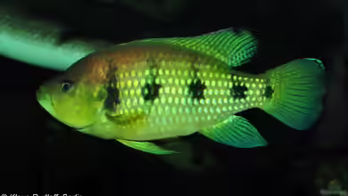 Hemichromis elongatus im Aquarium halten